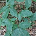 Fagus grandifolia Feuille