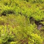 Scirpus atrovirens Libunga