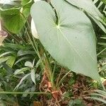 Anthurium formosum Leaf