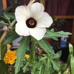 Hibiscus trionum Fiore