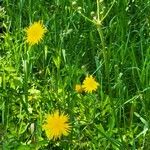 Sonchus arvensis Habit