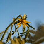 Solanum lycopersicumFlor