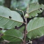 Croton schiedeanus List