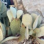 Opuntia basilaris 葉