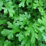 Selaginella stenophylla Лист