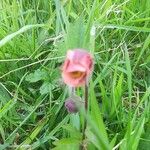 Geum × intermedium Flor