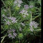 Navarretia leucocephala Habitatea