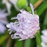 Erigeron speciosus Blüte