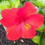Hibiscus rosa-sinensis ফুল