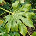 Fatsia japonica Lehti