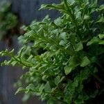 Asplenium ruta-muraria List