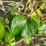 Ipomoea purpurea Hoja