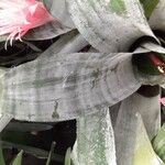 Aechmea fasciataList