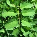 Sanguisorba canadensis Lehti