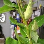 Asclepias viridiflora Fruit