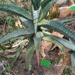 Aloe ferox Hábitos