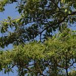 Terminalia superba Hábito