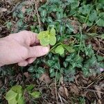 Helleborus viridis L.Blodyn