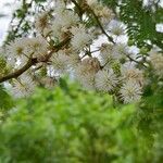 Mimosa bimucronata Blüte