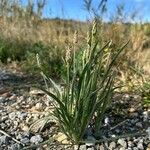 Plantago ovata Leht