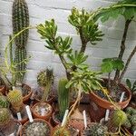 Tylecodon paniculatus Hábito
