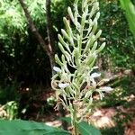 Alpinia galanga Λουλούδι