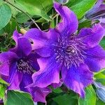 Clematis × jackmaniiFlower