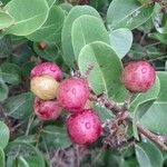 Chrysobalanus icaco Fruit