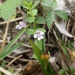 Clinopodium brownei Habitat