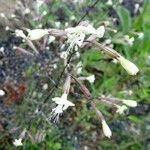 Silene italica Kwiat