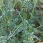 Achillea roseo-alba Liść