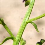 Scrophularia frutescens Цвят
