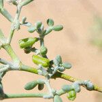 Zygophyllum gaetulum Fruit