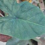 Jatropha podagrica 葉