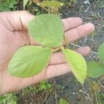 Calopogonium mucunoides Leaf