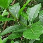Rotheca myricoides पत्ता