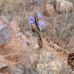 Lavandula multifida Flower