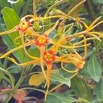 Strophanthus speciosus Квітка
