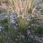 Calamagrostis varia Bloem