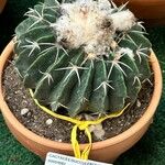 Echinocactus texensis 葉