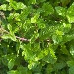 Mentha spicata Feuille