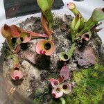 Heliamphora ionasi Лист