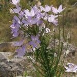 Campanula pyramidalisFlor