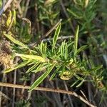 Mentha cervina Feuille