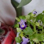 Torenia fournieriЦветок