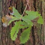 Quercus mongolica List