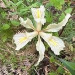 Iris hartwegii Bloem