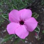 Pachypodium saundersii Λουλούδι