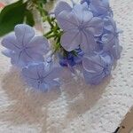 Plumbago europaea Flor