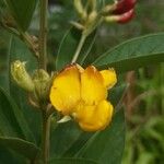 Cajanus cajan Λουλούδι